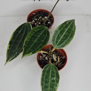 Hoya Macrophylla Albomaginata
